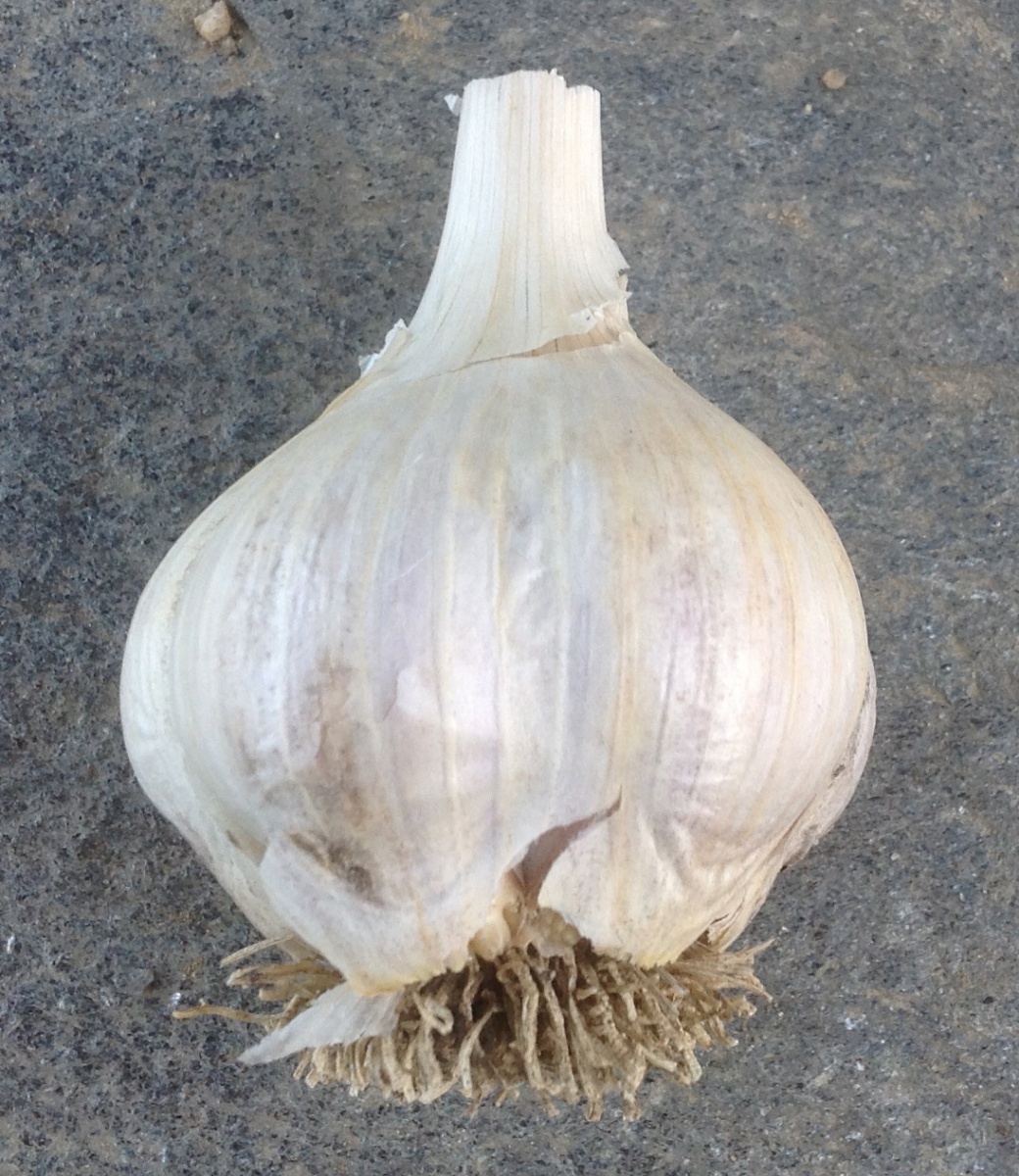 Growing Garlic in New Hampshire [fact sheet] Extension
